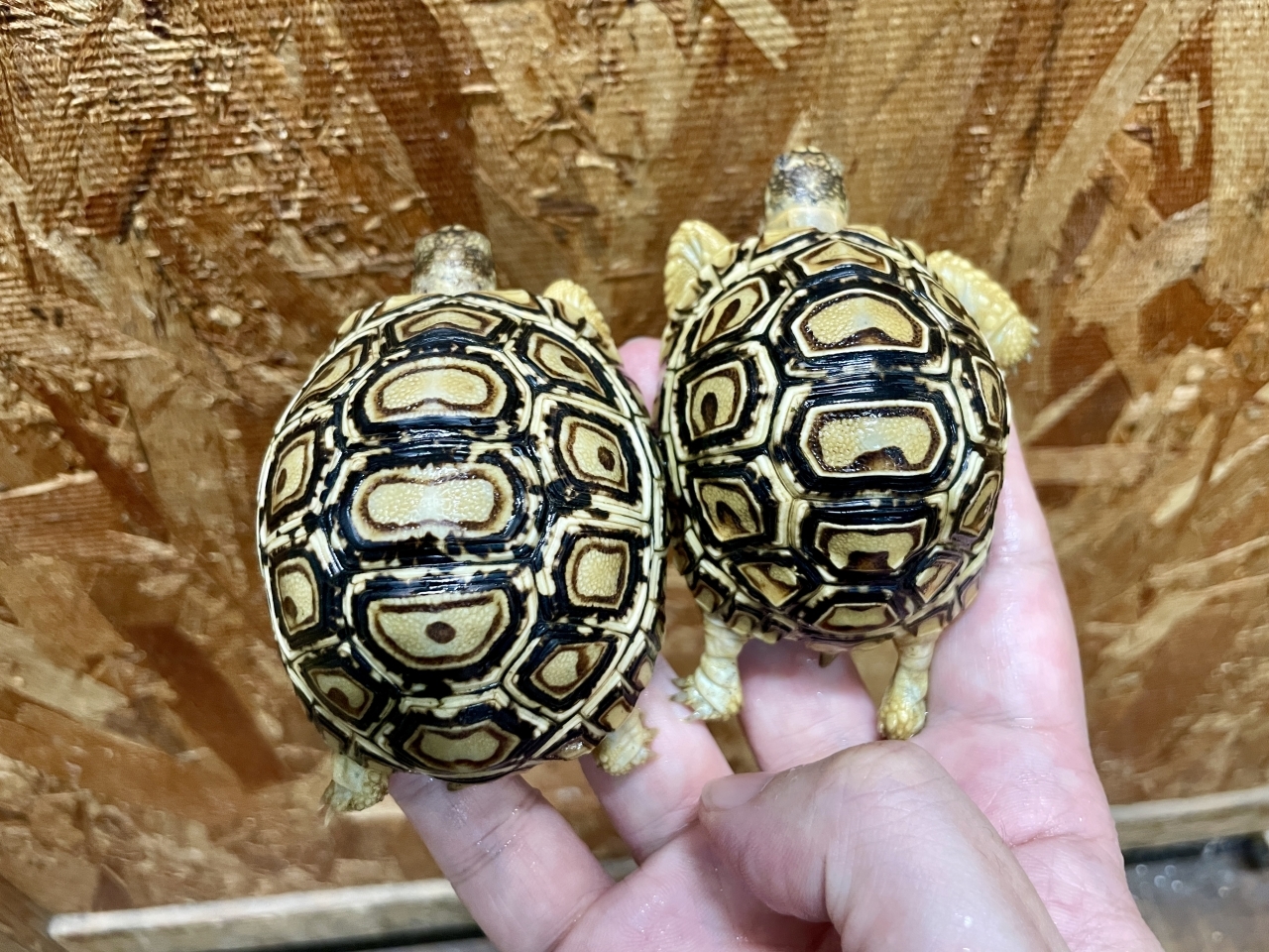 ヒョウモンリクガメ(2)