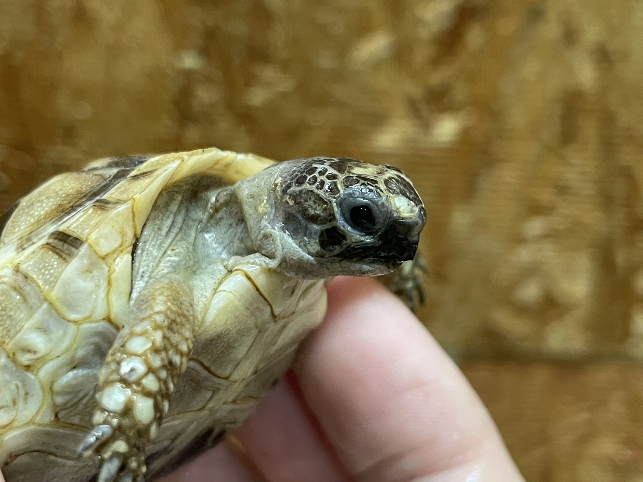 イベラギリシャリクガメ（ホワイト）（No.2）(3)