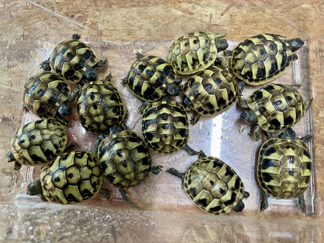 ヒガシヘルマンリクガメ