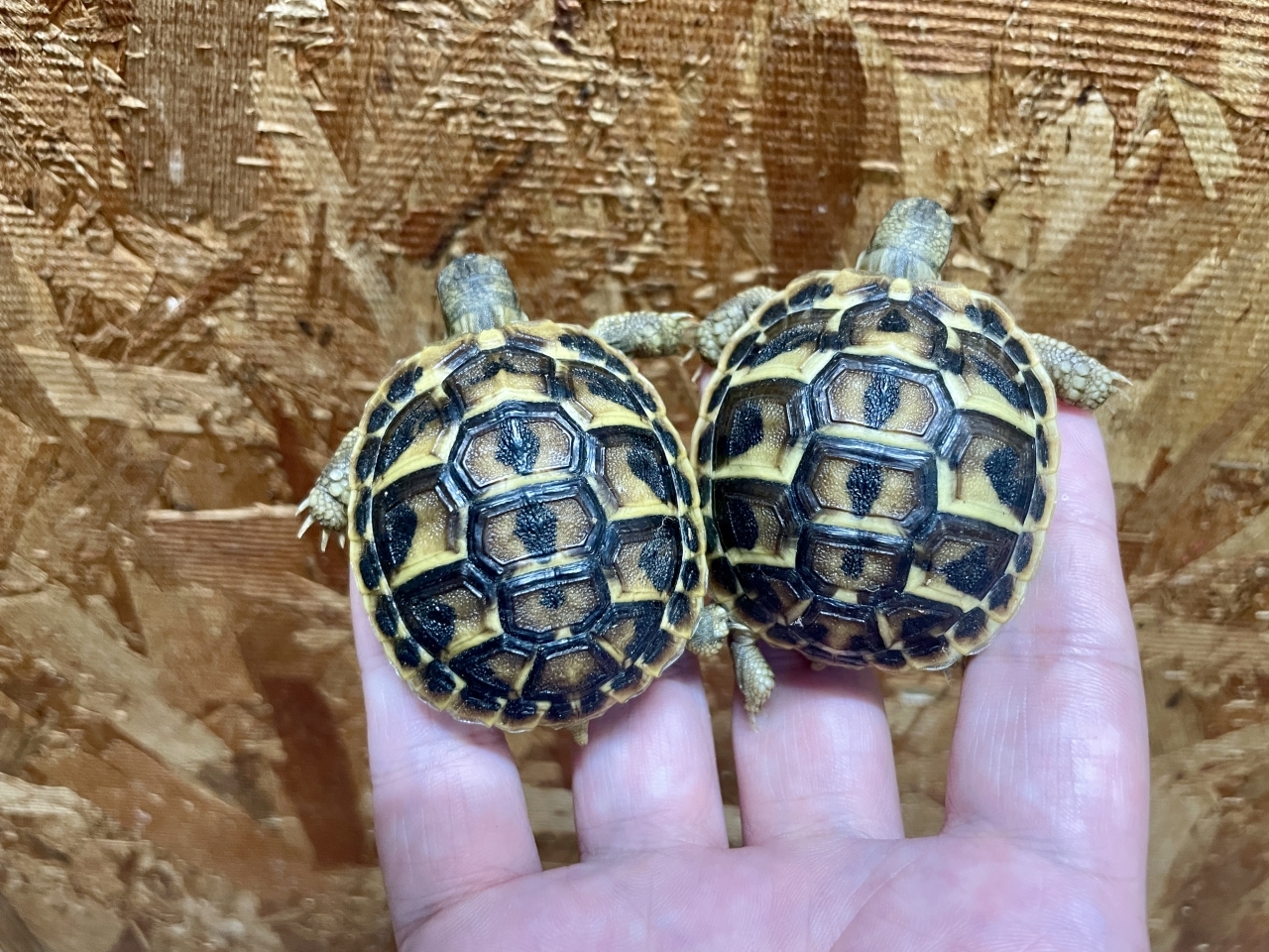 ニシヘルマンリクガメ（プーリア）(1)