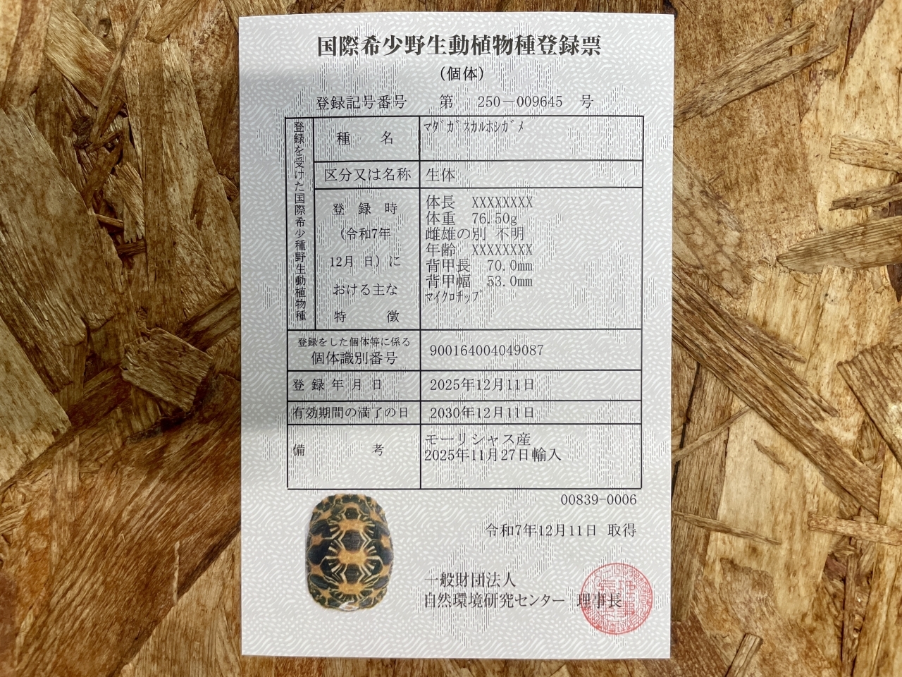 ホウシャガメ(8)