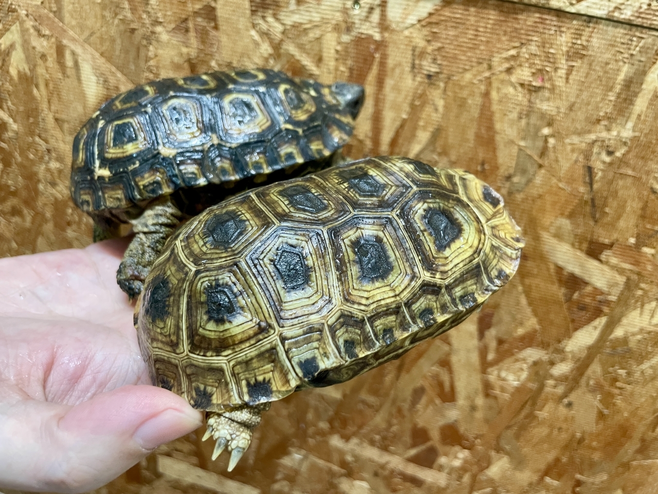 スピークセオレガメ(5)