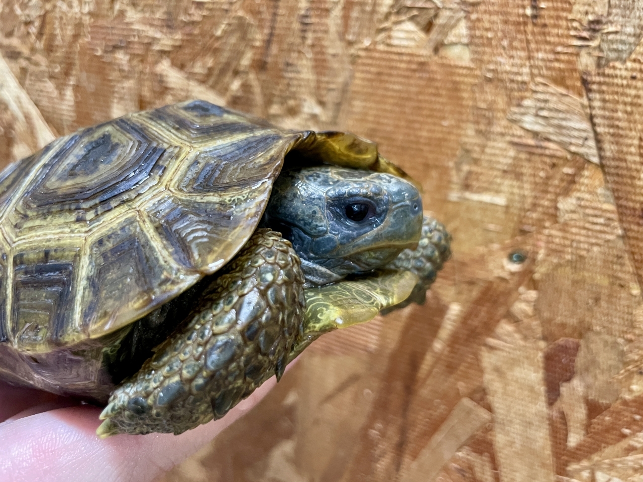 スピークセオレガメ（No.3）(4)