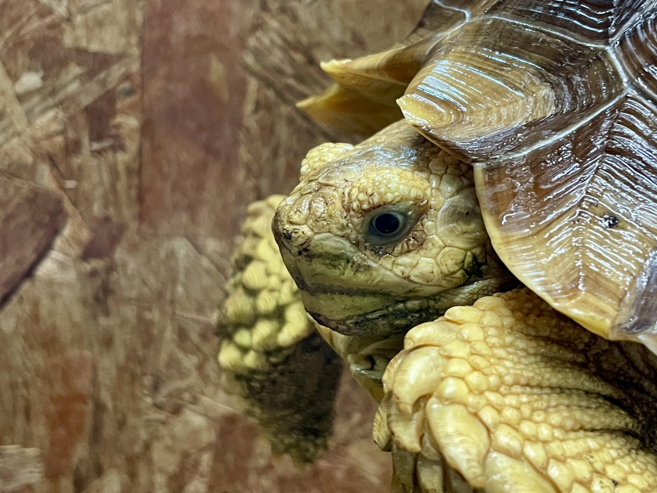 ケヅメリクガメ(4)