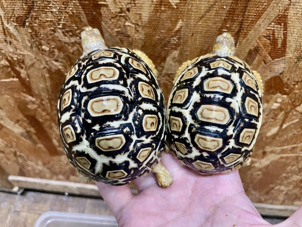 ヒョウモンリクガメ(4)