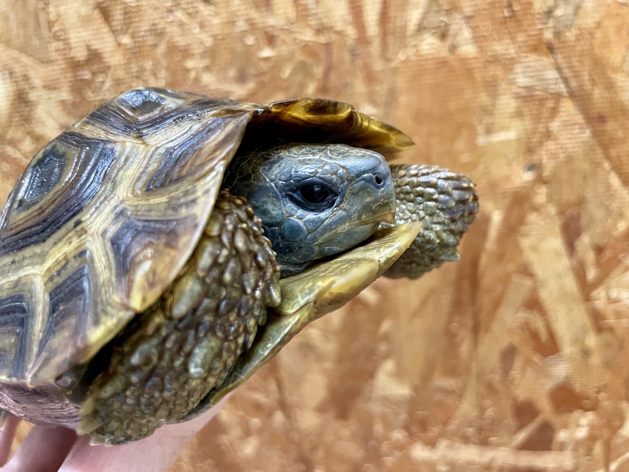 スピークセオレガメ（No.2）(4)