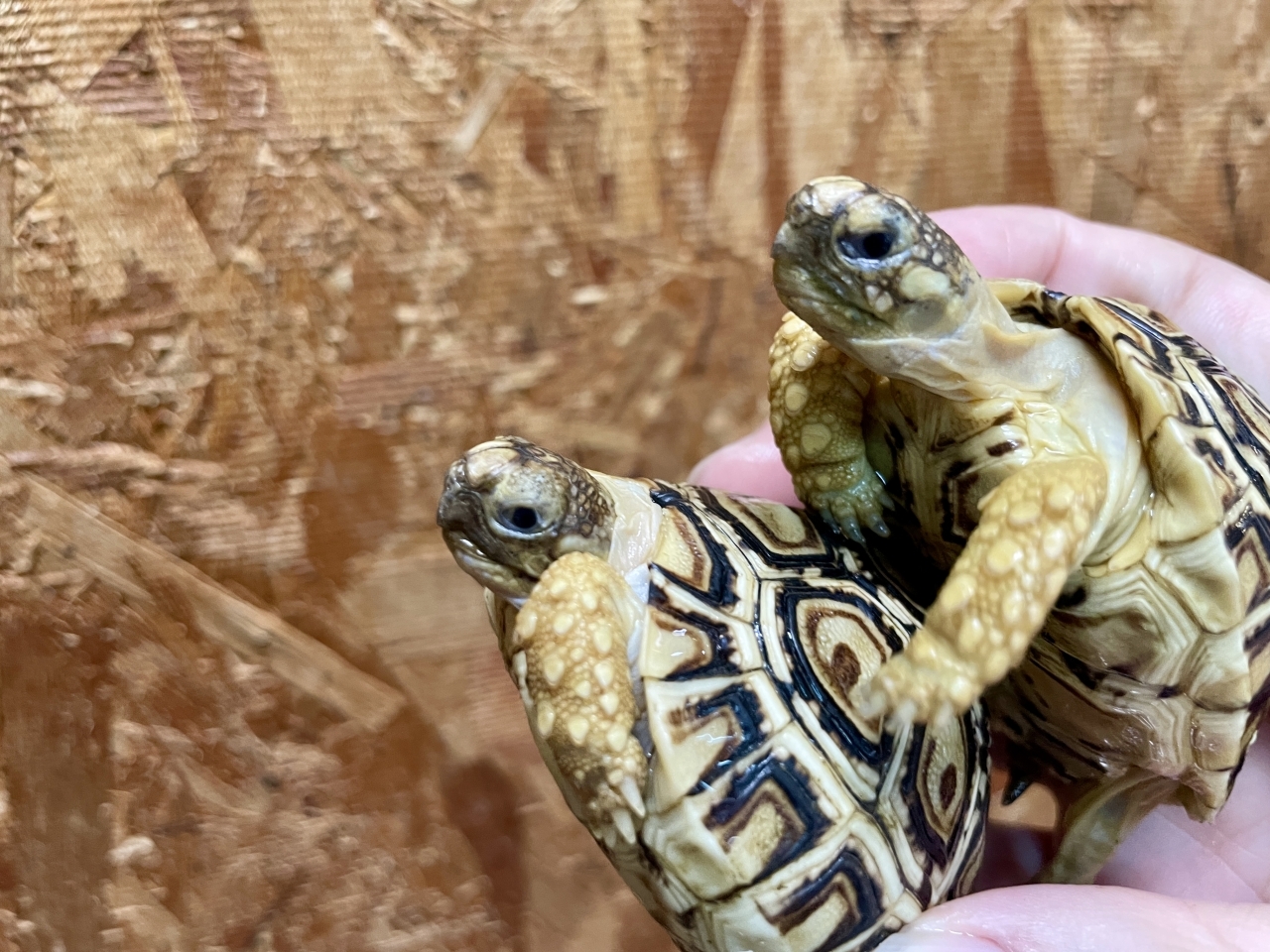 ヒョウモンリクガメ(4)