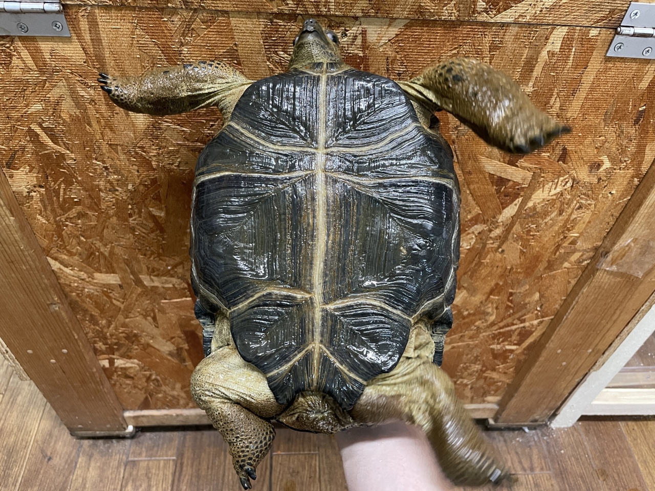 爬虫類ショップ サウリア守口店 アルダブラゾウガメ セーシェル