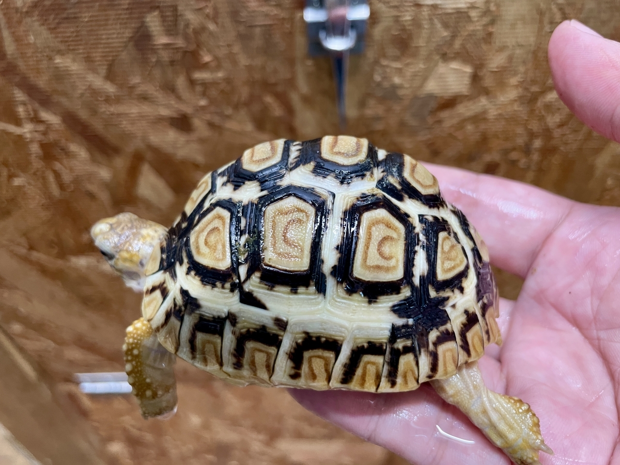 ヒョウモンリクガメ(3)