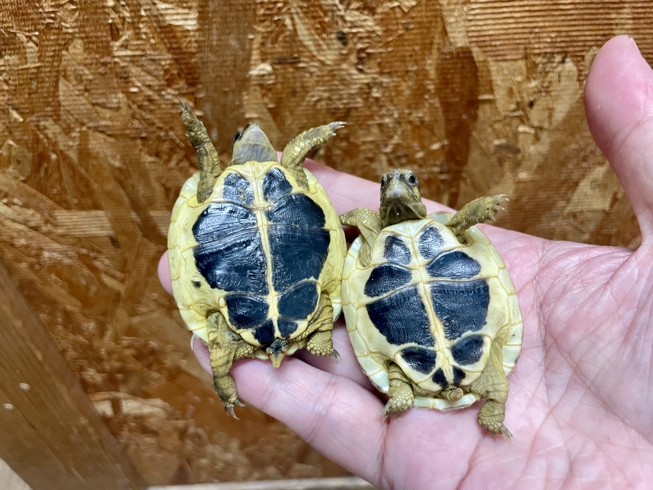 ニシヘルマンリクガメ（カラブリア）(3)