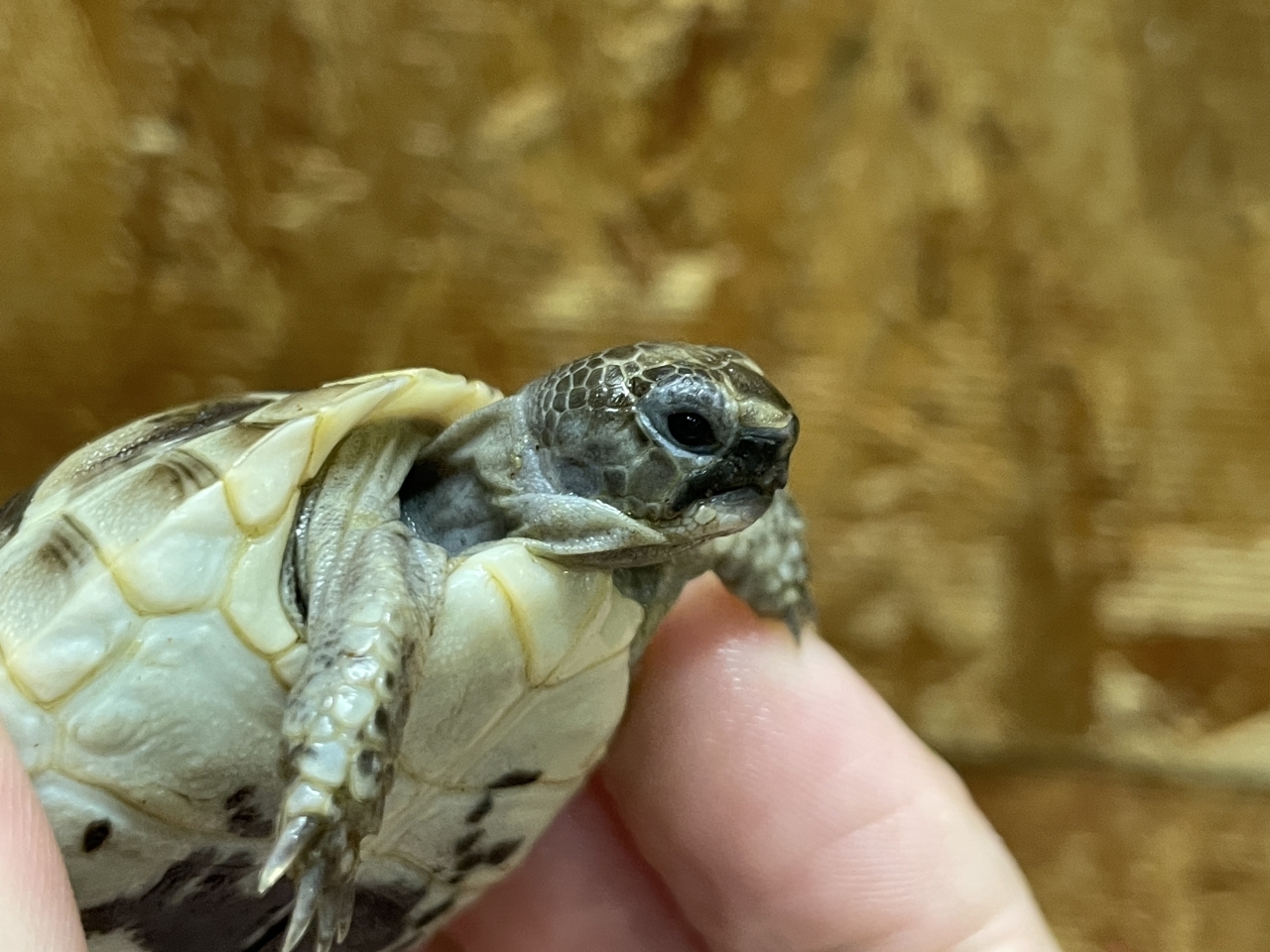 イベラギリシャリクガメ（ホワイト）（No.1）(3)