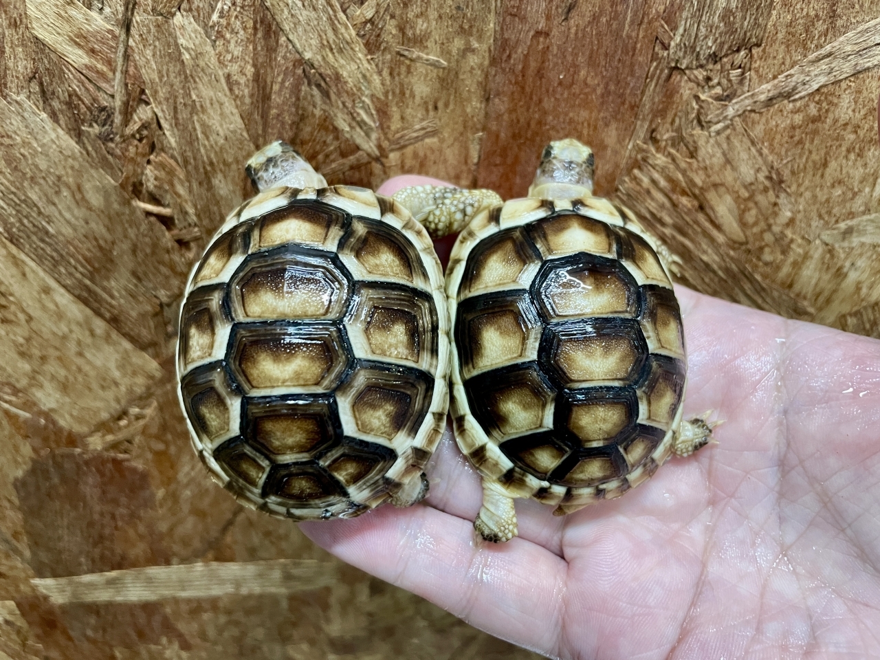 オオフチゾリリクガメ(2)