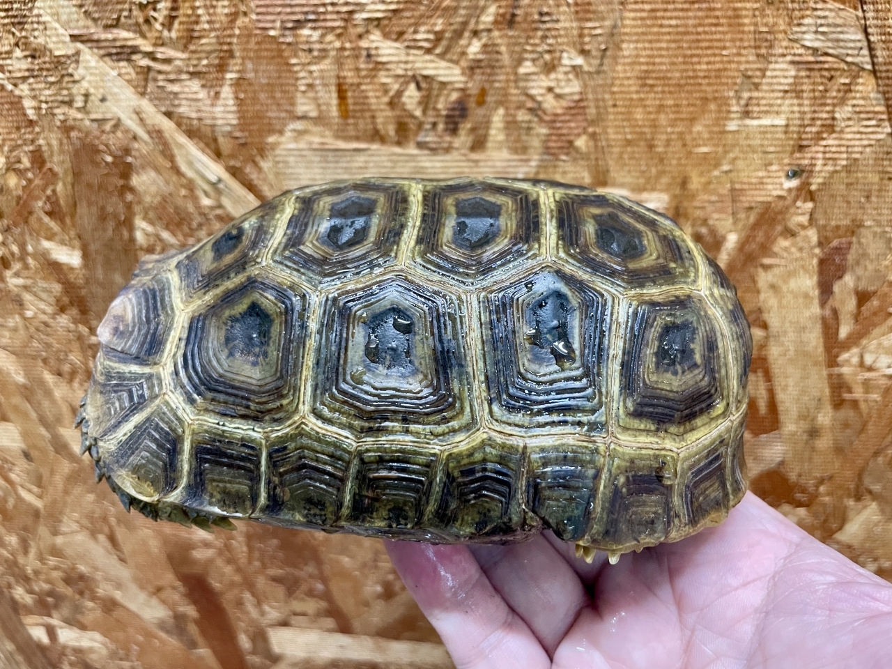 スピークセオレガメ（No.3）(3)