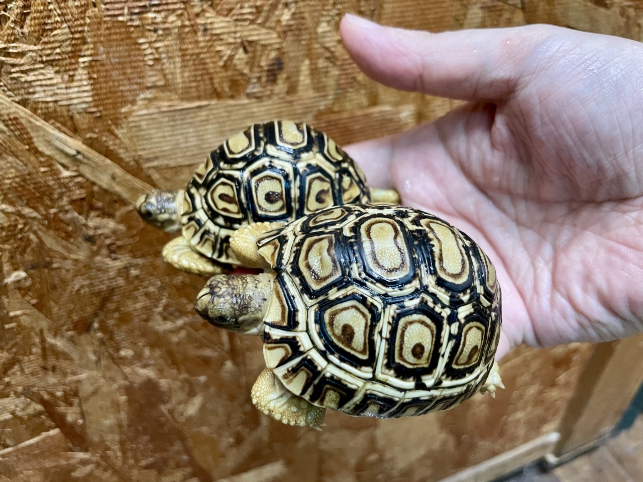 ヒョウモンリクガメ(3)