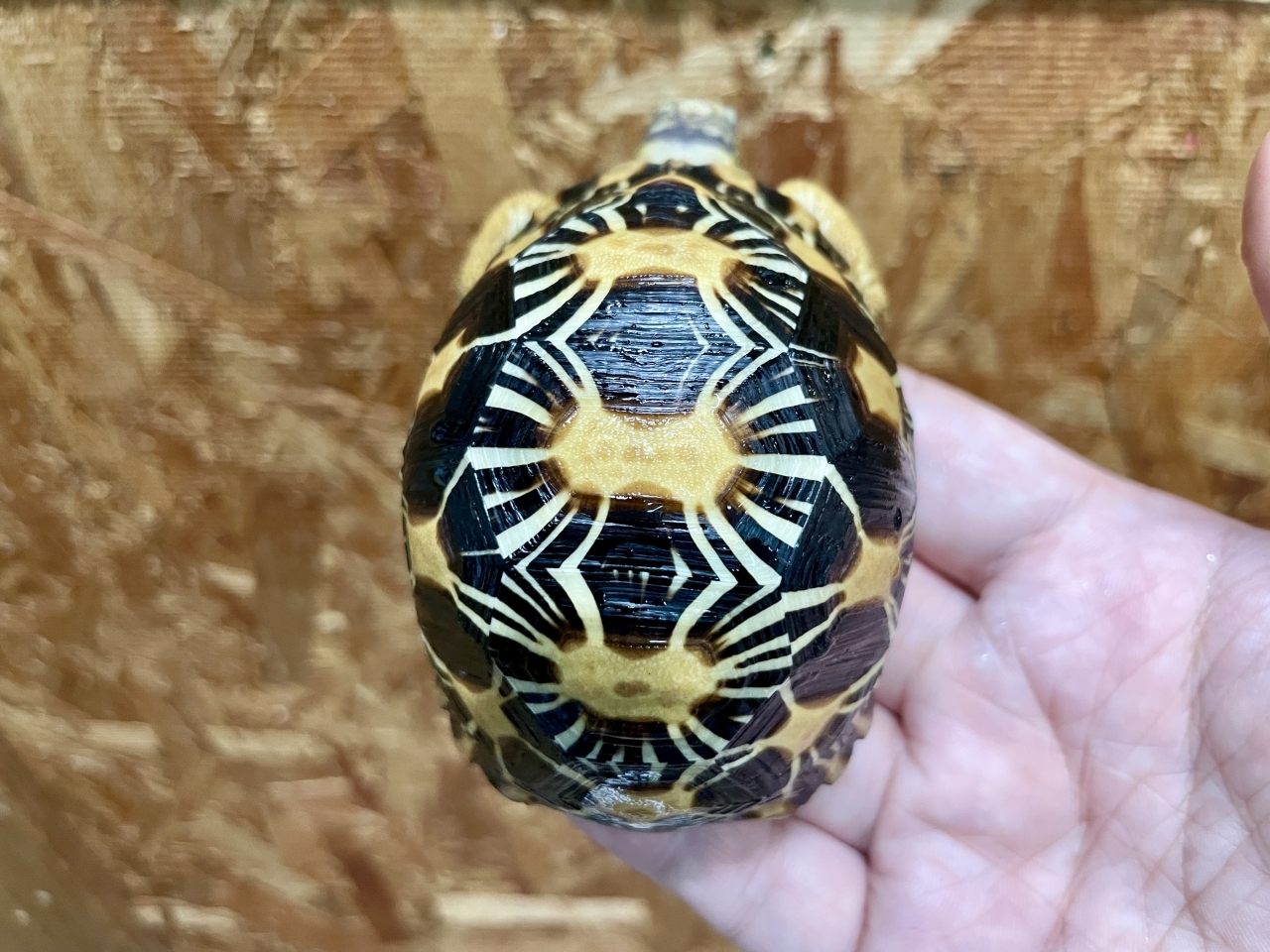 ホウシャガメ(3)