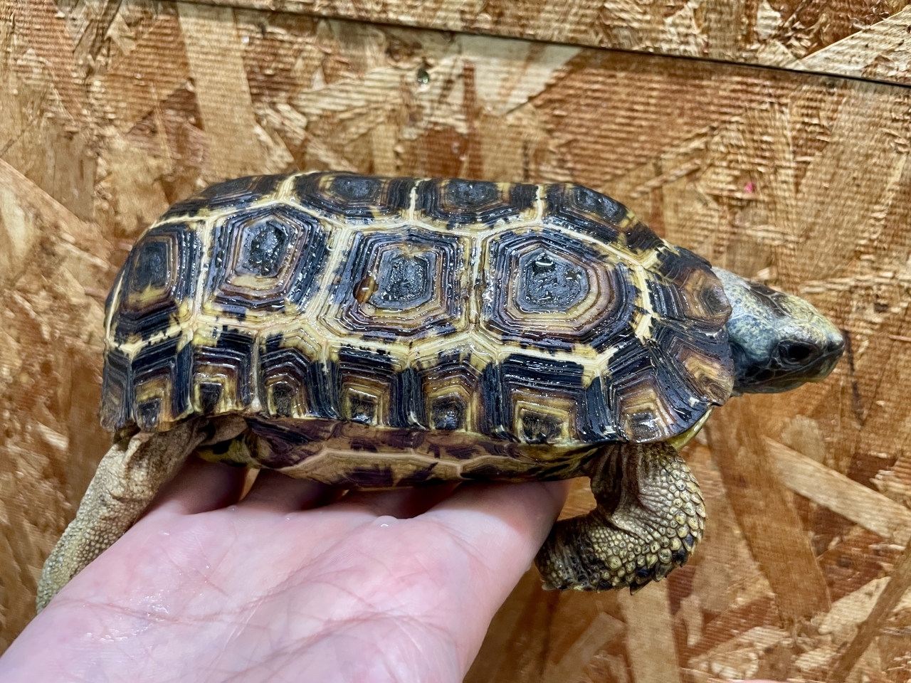 スピークセオレガメ（No.5）(2)