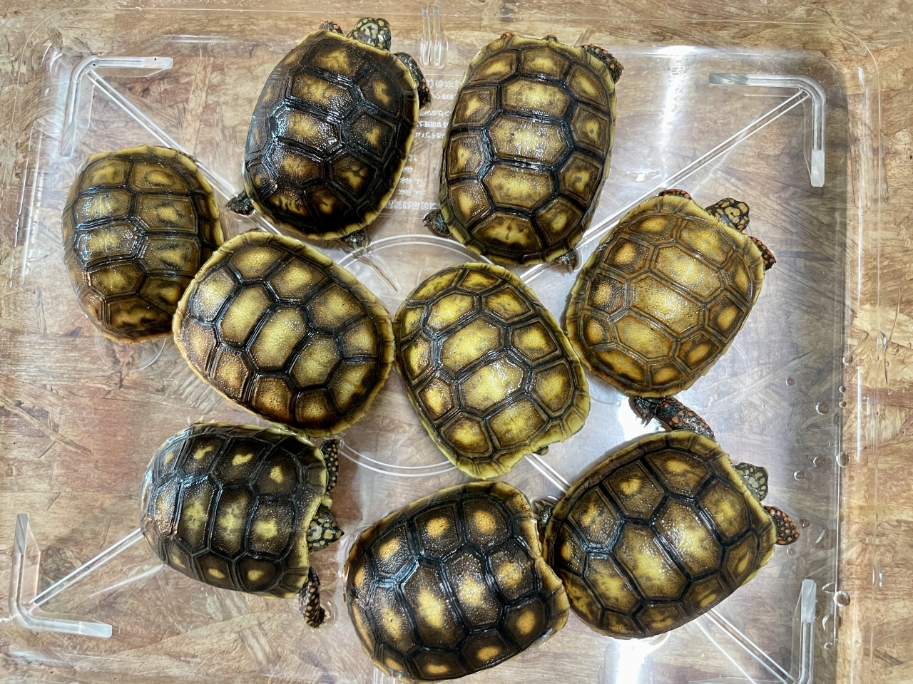 アカアシリクガメ(1)