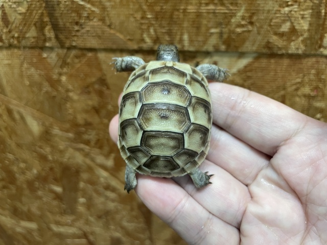 イベラギリシャリクガメ（ホワイト）（No.1）