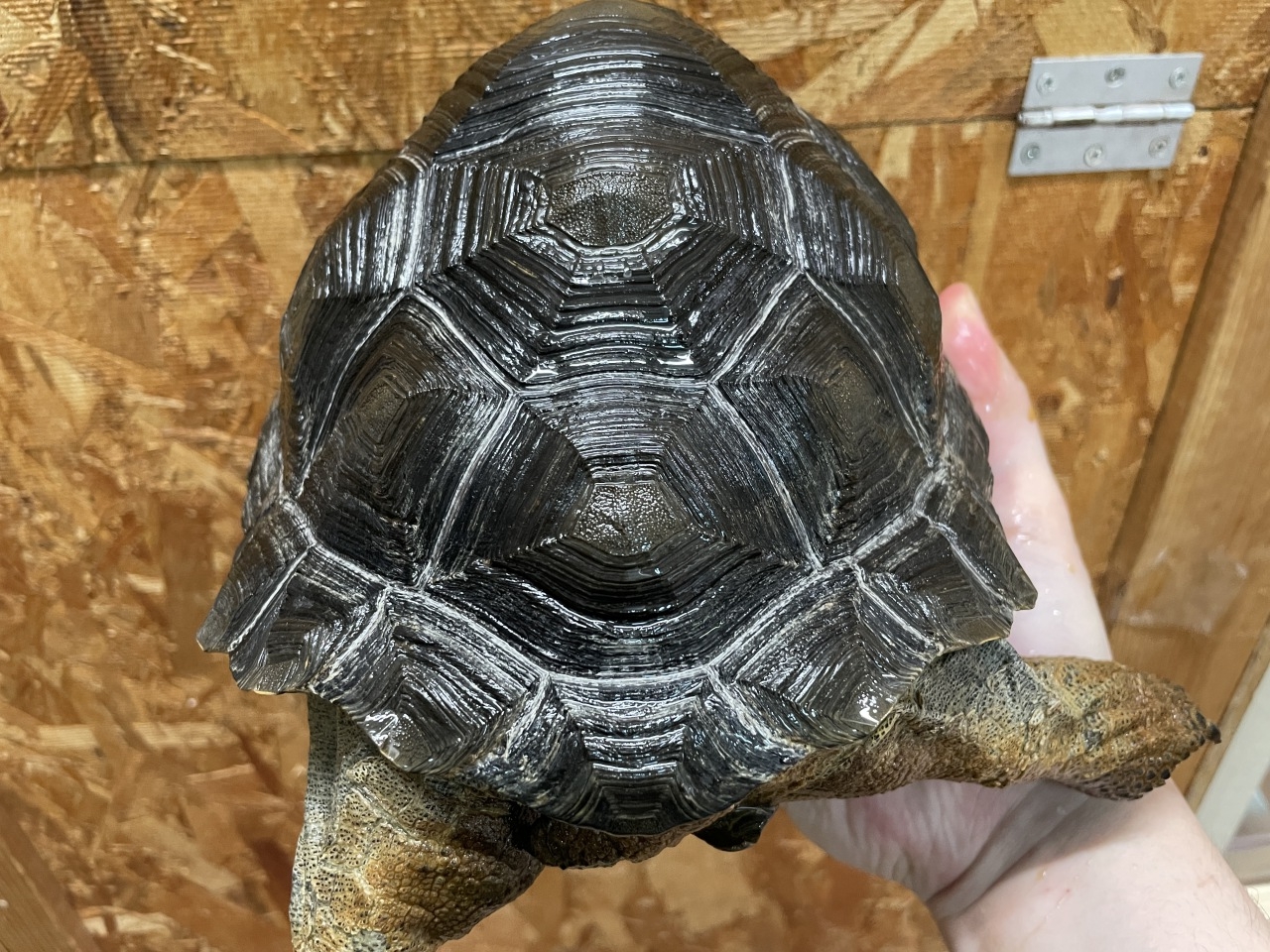 アルダブラゾウガメ（セーシェル）(4)