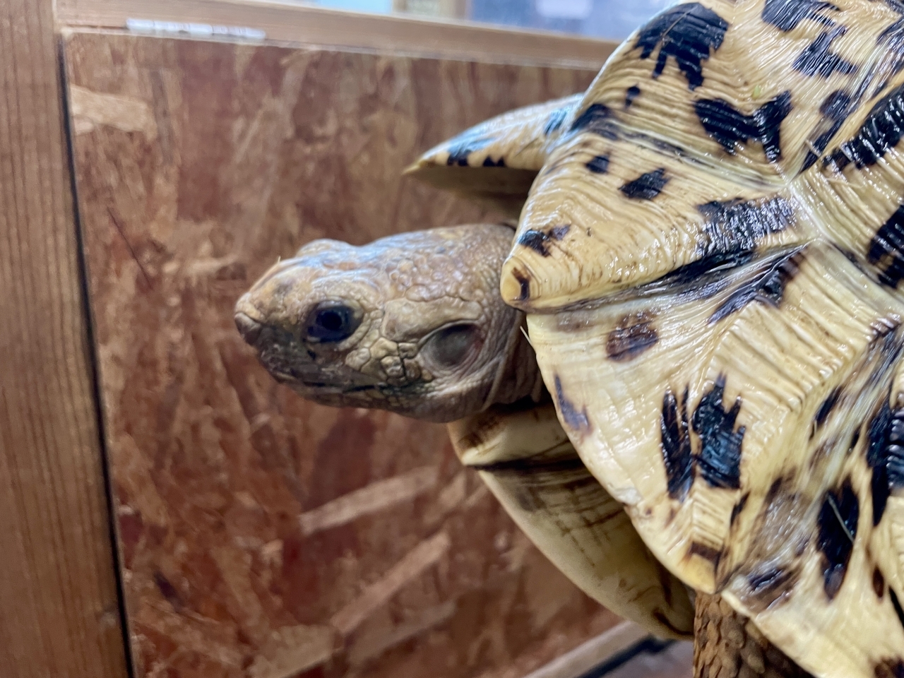 ホワイトヒョウモンリクガメ(4)