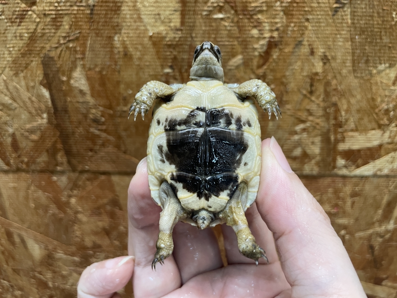 イベラギリシャリクガメ（ブラック）（No.2）(4)