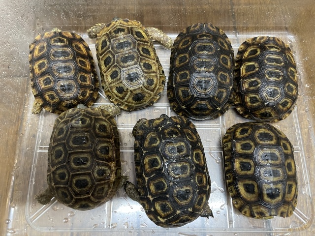 スピークセオレガメ