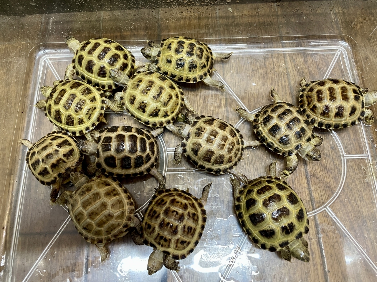 ロシアリクガメ(1)