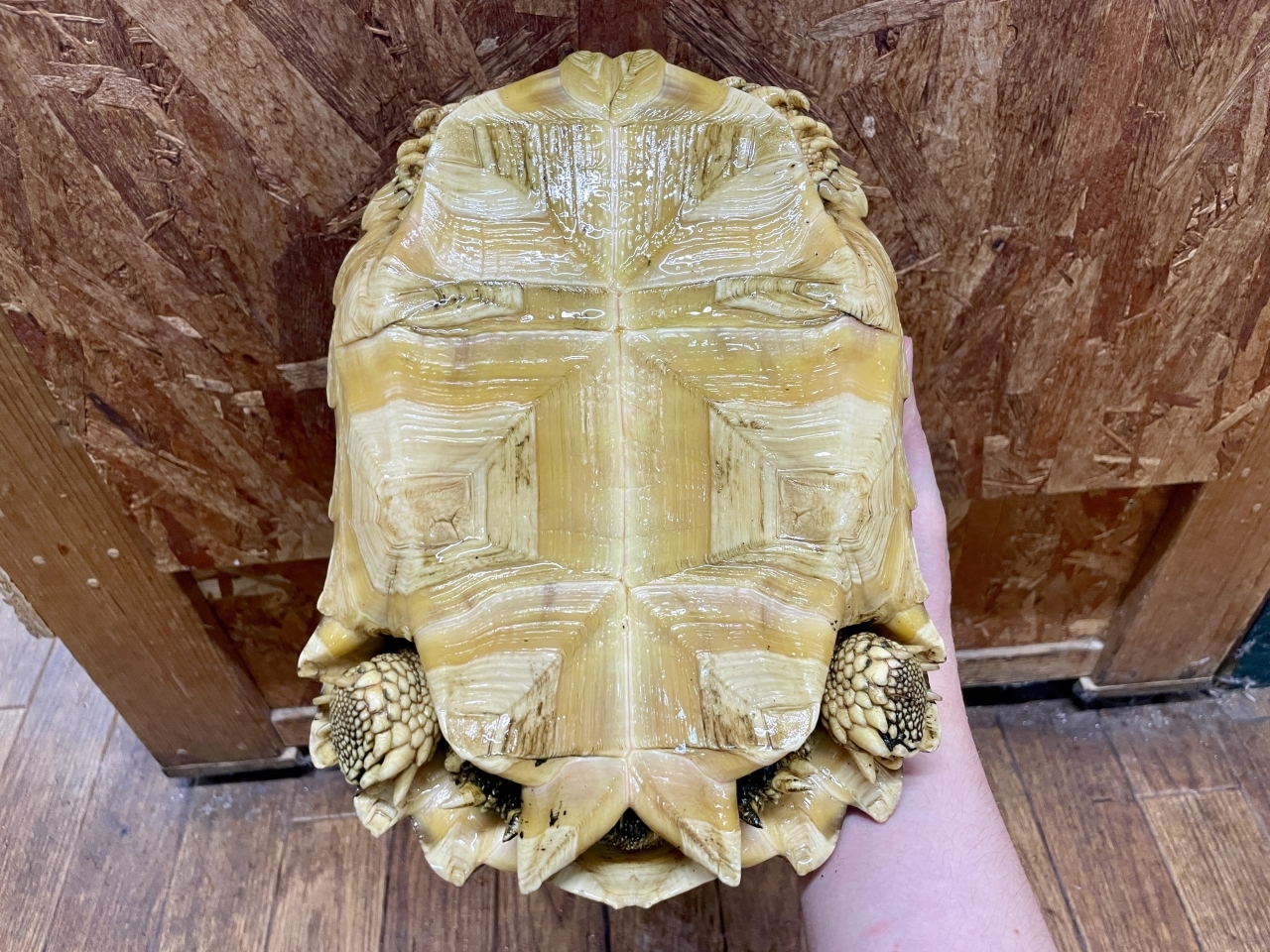 ケヅメリクガメ(5)