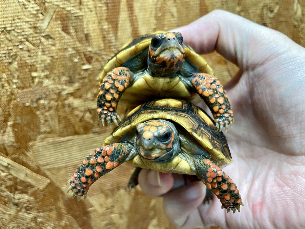 アカアシリクガメ(4)