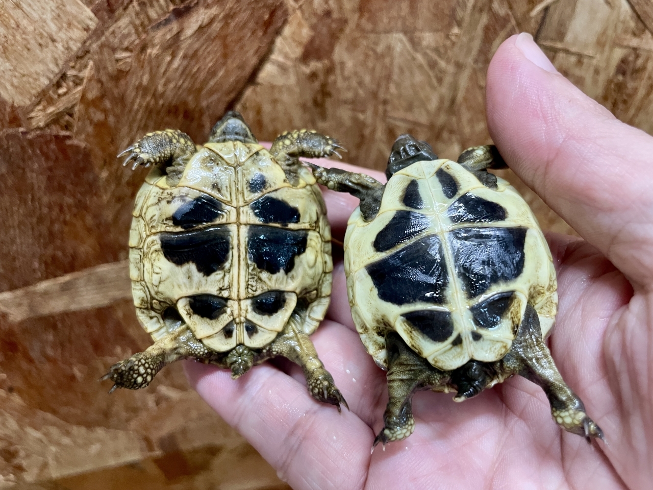 ヒガシヘルマンリクガメ(4)