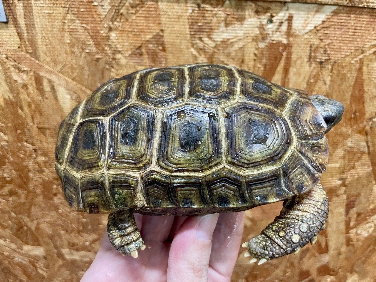 スピークセオレガメ（No.1）(2)