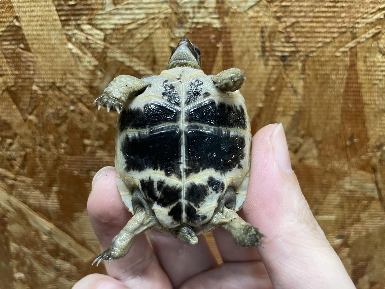 イベラギリシャリクガメ（ブラック）（No.1）(4)