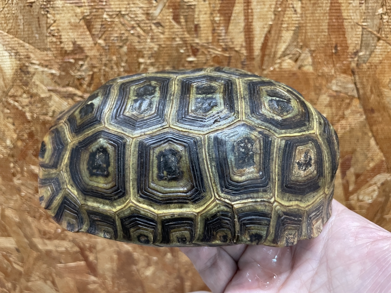 スピークセオレガメ（No.4）(3)