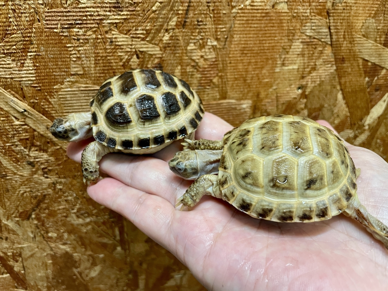 ロシアリクガメ(3)