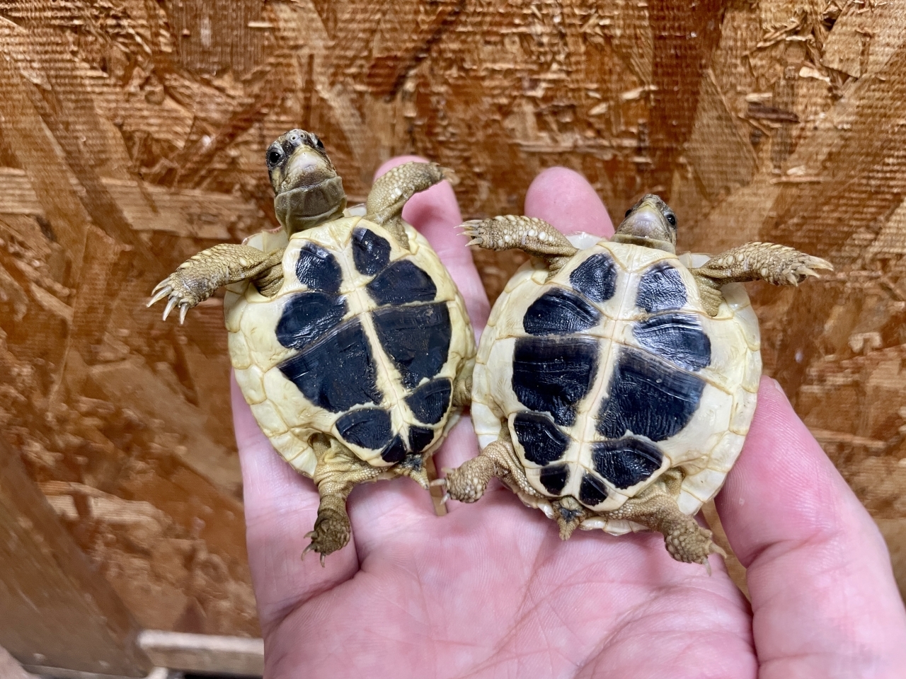 ニシヘルマンリクガメ（プーリア）(3)