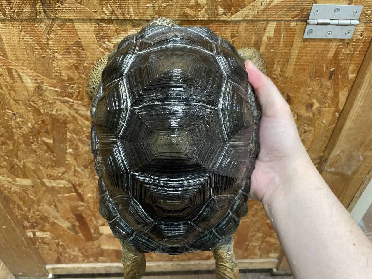 爬虫類ショップ サウリア守口店 アルダブラゾウガメ セーシェル