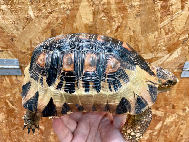 ソリガメ