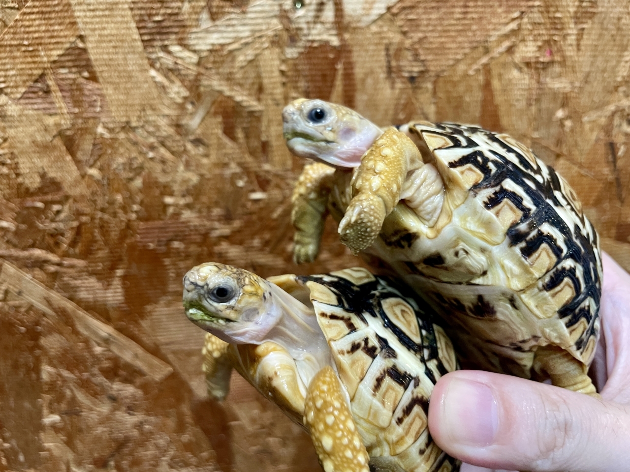 ヒョウモンリクガメ(2)