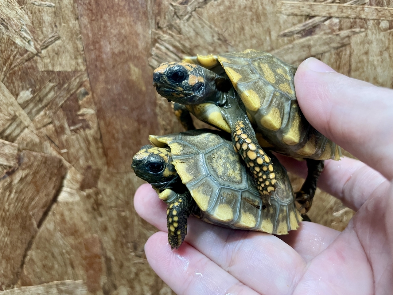 キアシリクガメ(3)