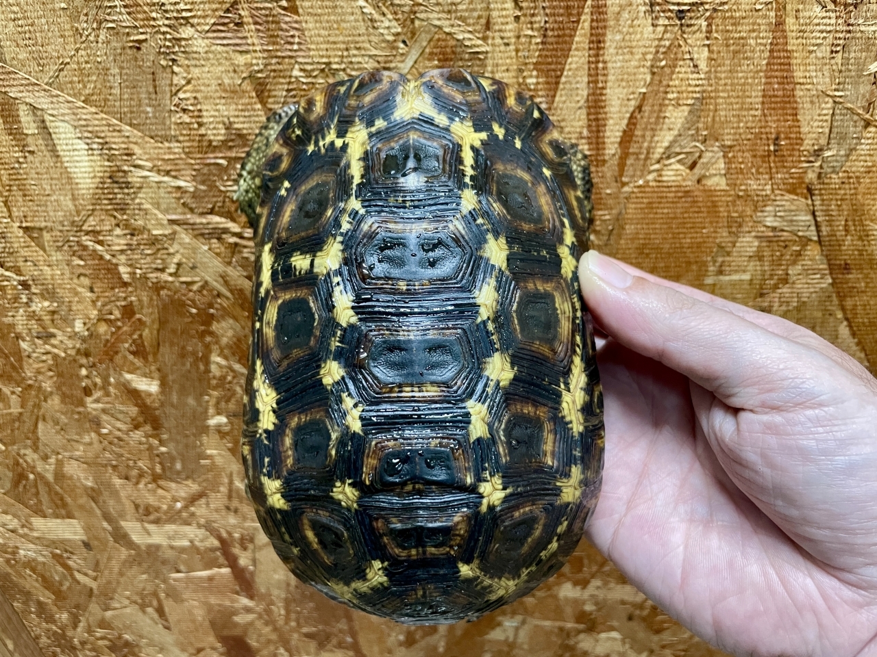 スピークセオレガメ（No.8）(1)