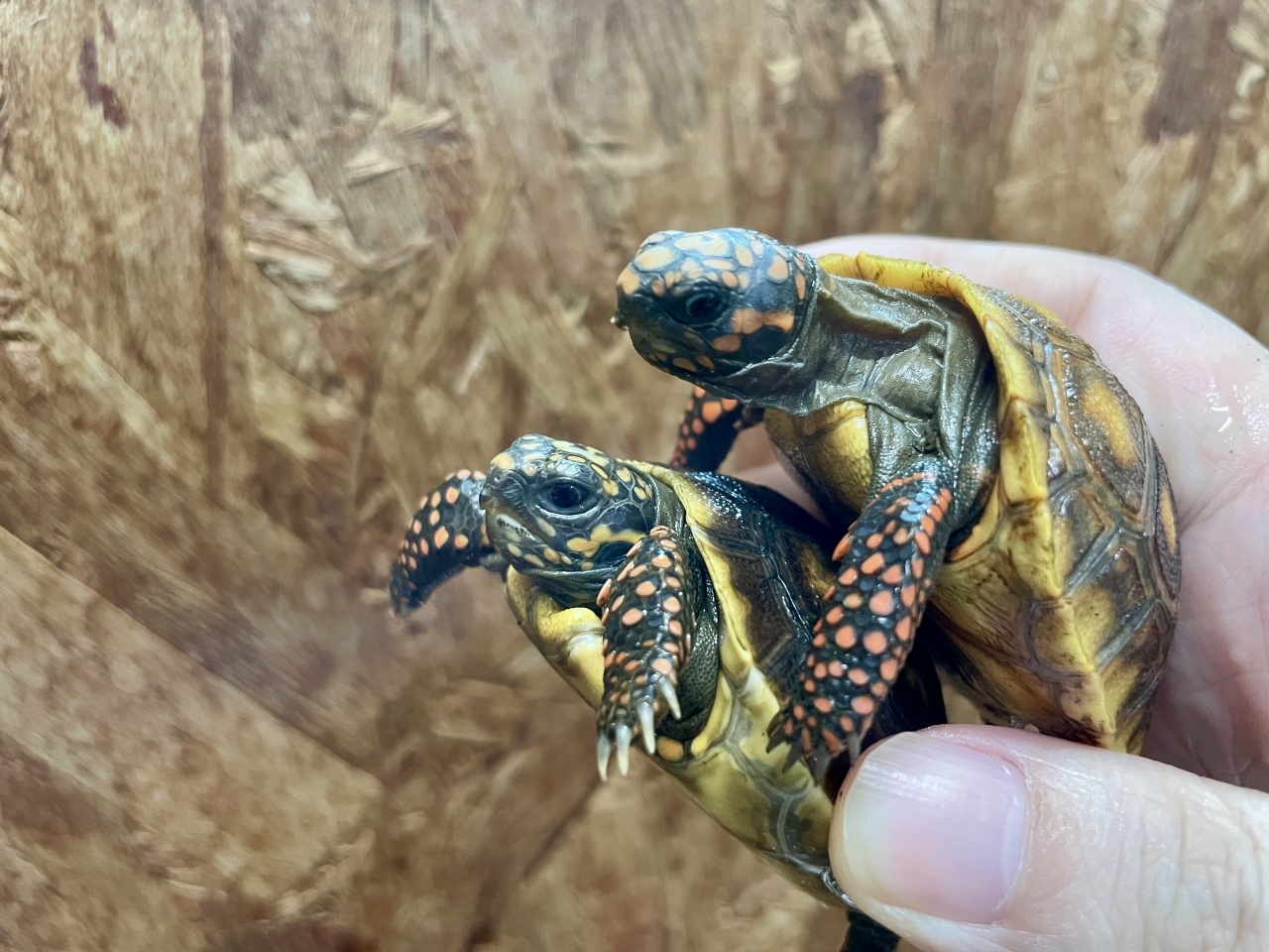 アカアシリクガメ(3)