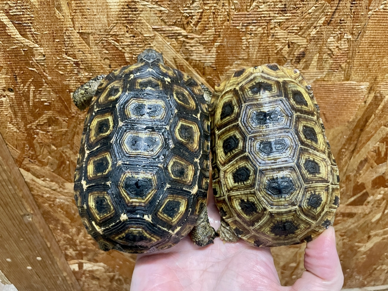 スピークセオレガメ(2)