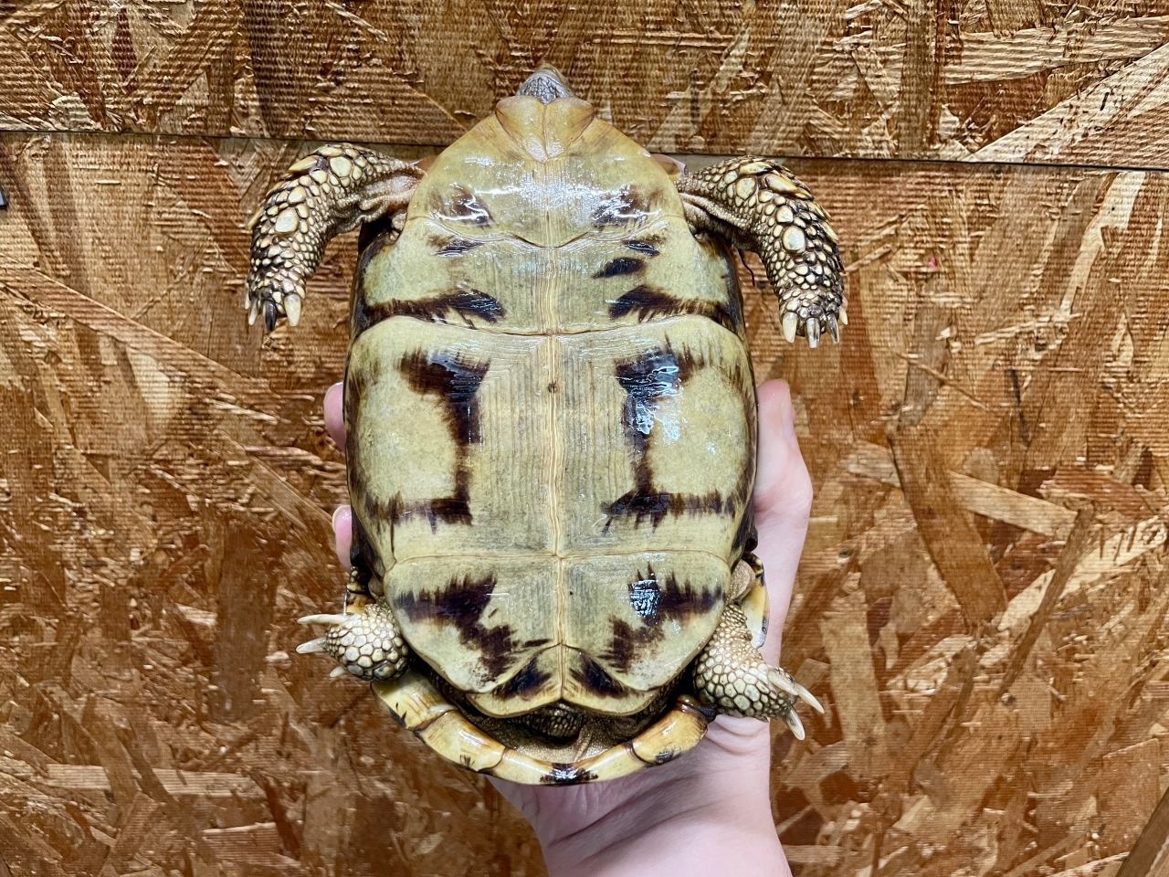 スピークセオレガメ（No.6）(5)