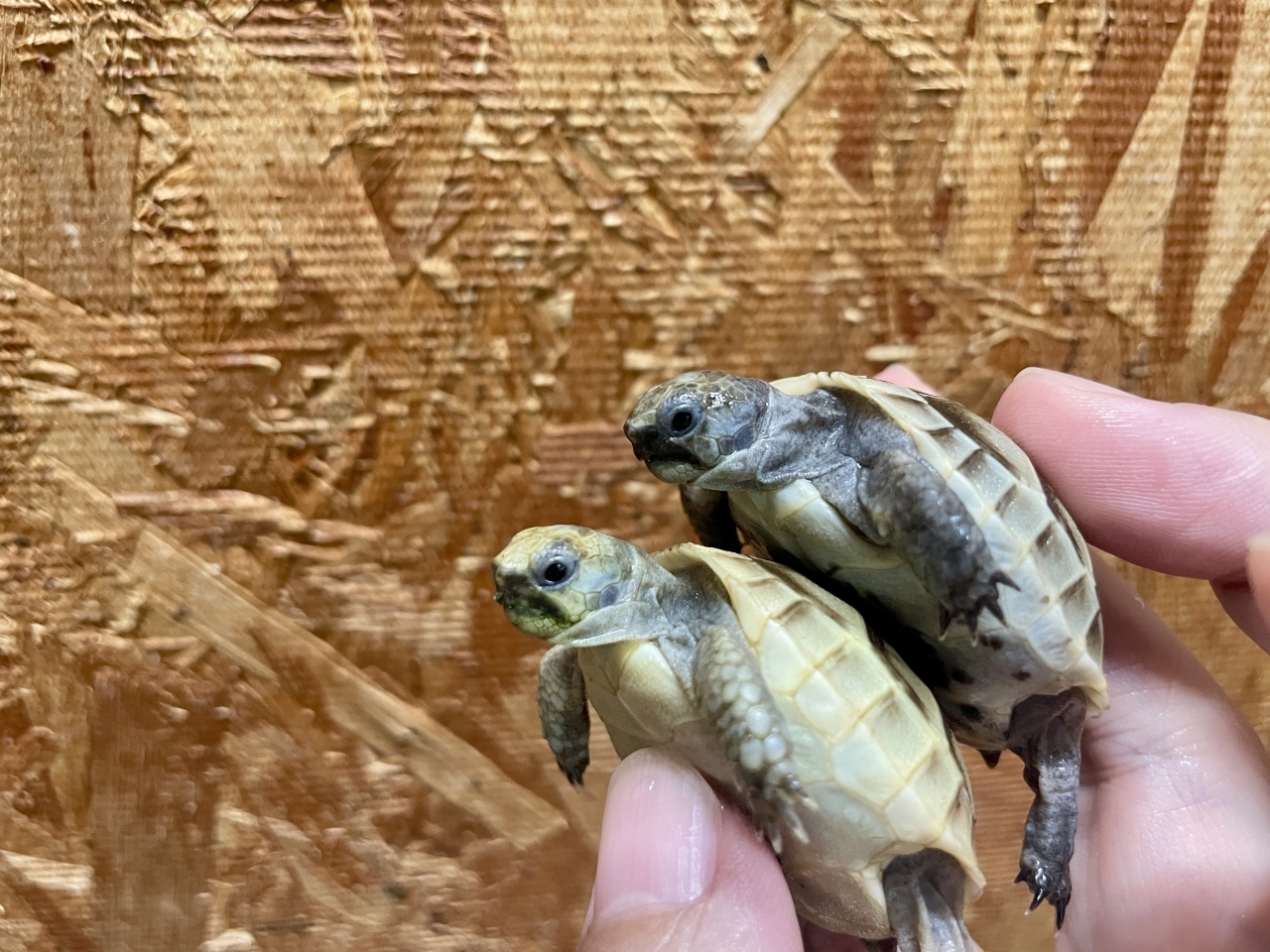 イベラギリシャリクガメ(2)