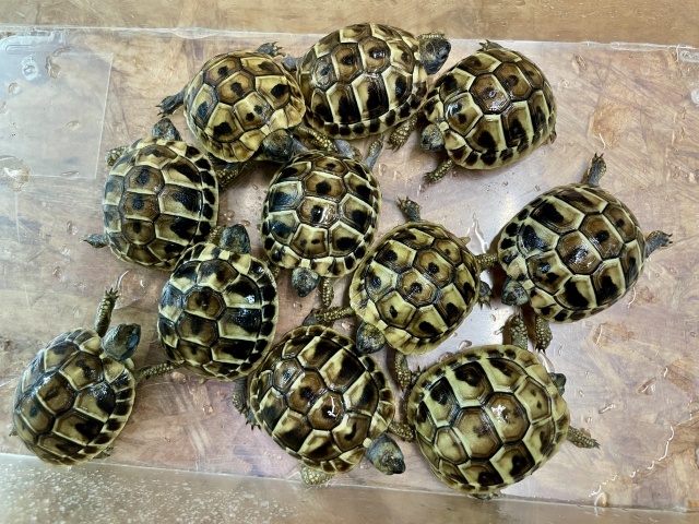 ヒガシヘルマンリクガメ