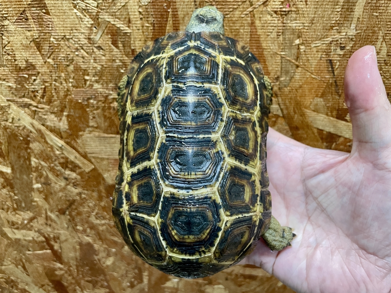 スピークセオレガメ（No.5）(1)