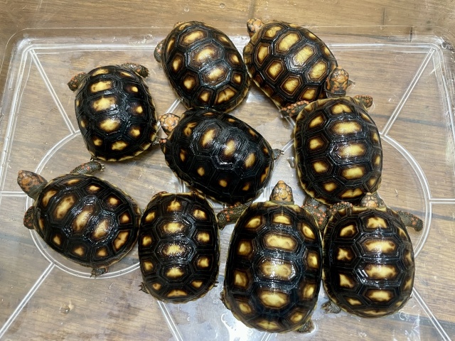 アカアシリクガメ