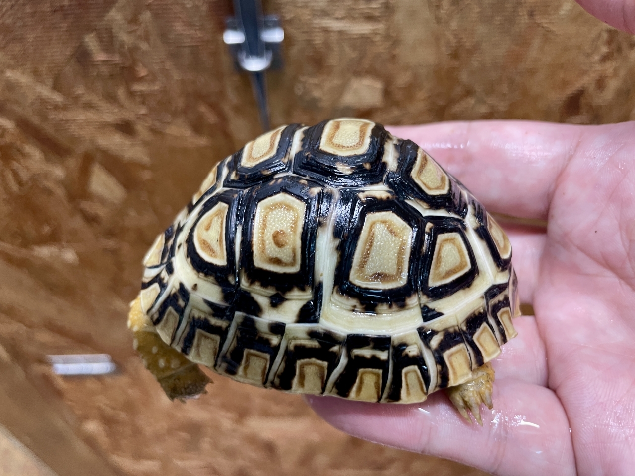 ヒョウモンリクガメ(5)