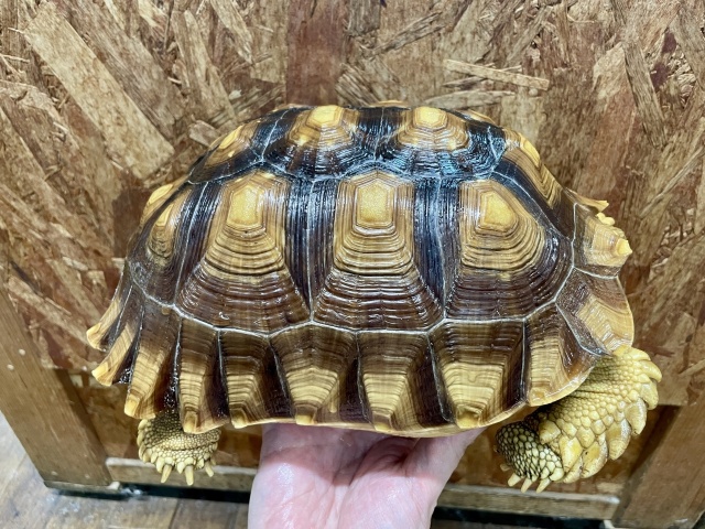 ケヅメリクガメ