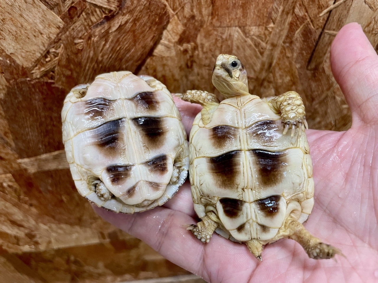 オオフチゾリリクガメ(5)